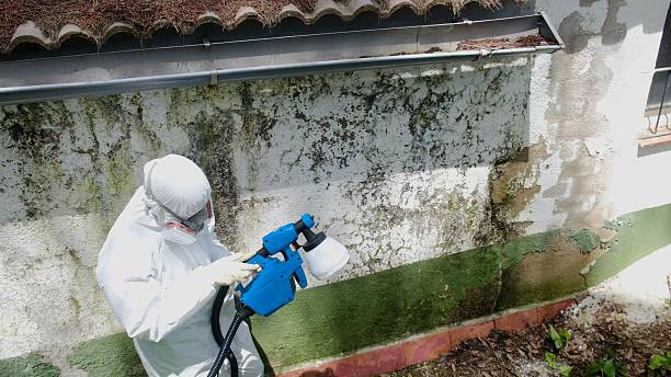 Mold Removal service in Lawrence